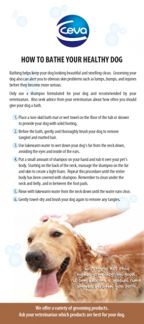 How To Bathe Your Dog Handout